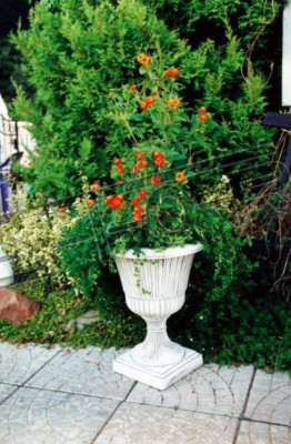 Flower pots, plant containers, decorative figurines, planters, garden, vases.