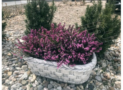 Flower pot, plant, nature, tub, decoration, garden, vases, flower pots, figure