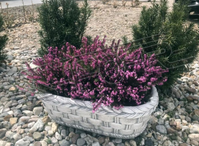 Flower pot, plant, nature, tub, decoration, garden, vases, flower pots, figure