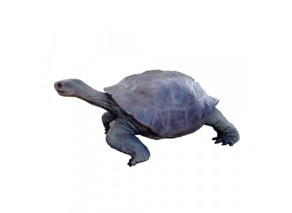 Turtle Figure Decoration Statues Sculpture Garden Decor Figures 60x140cm new