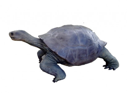 Turtle Figure Decoration Statues Sculpture Garden Decor Figures 60x140cm new