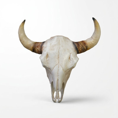 Bull skull bull head wall sculptures height 64 cm decorative figure skeleton skull