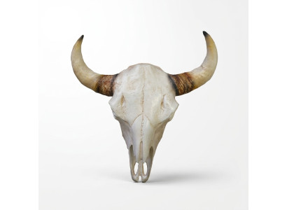 Bull skull bull head wall sculptures height 64 cm decorative figure skeleton skull